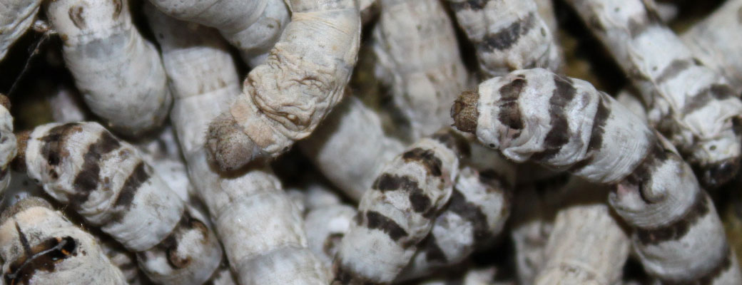 Silkworms