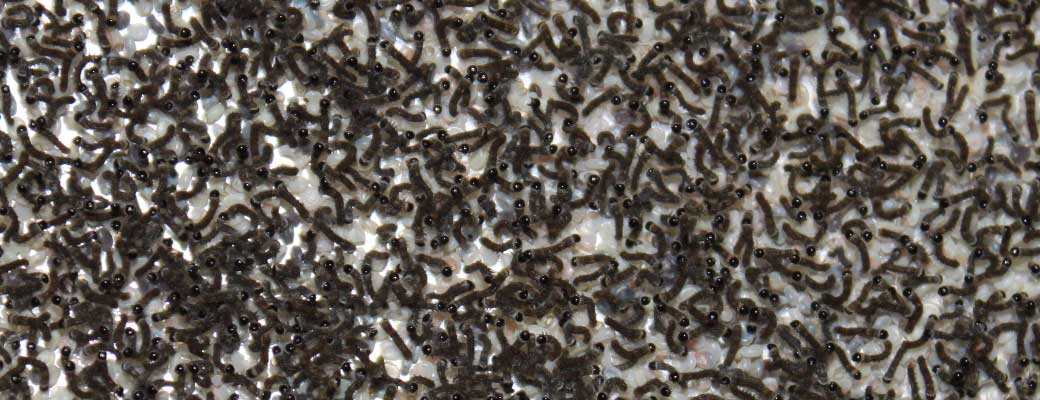 Normal Silkworm Eggs Normal Silkworm Eggs
