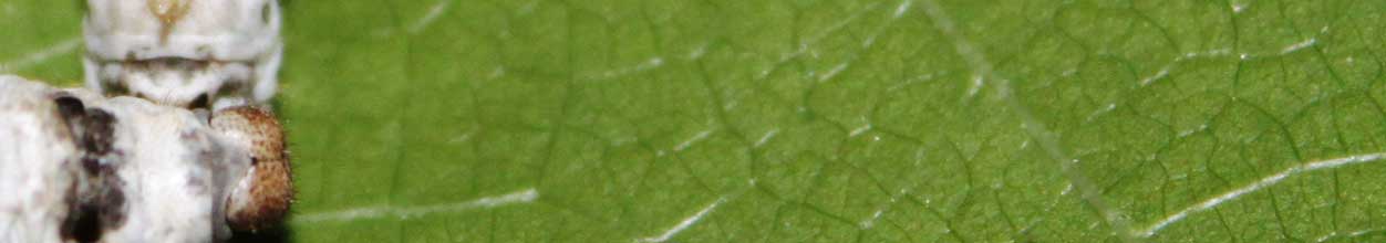 Educational Silkworm Kits