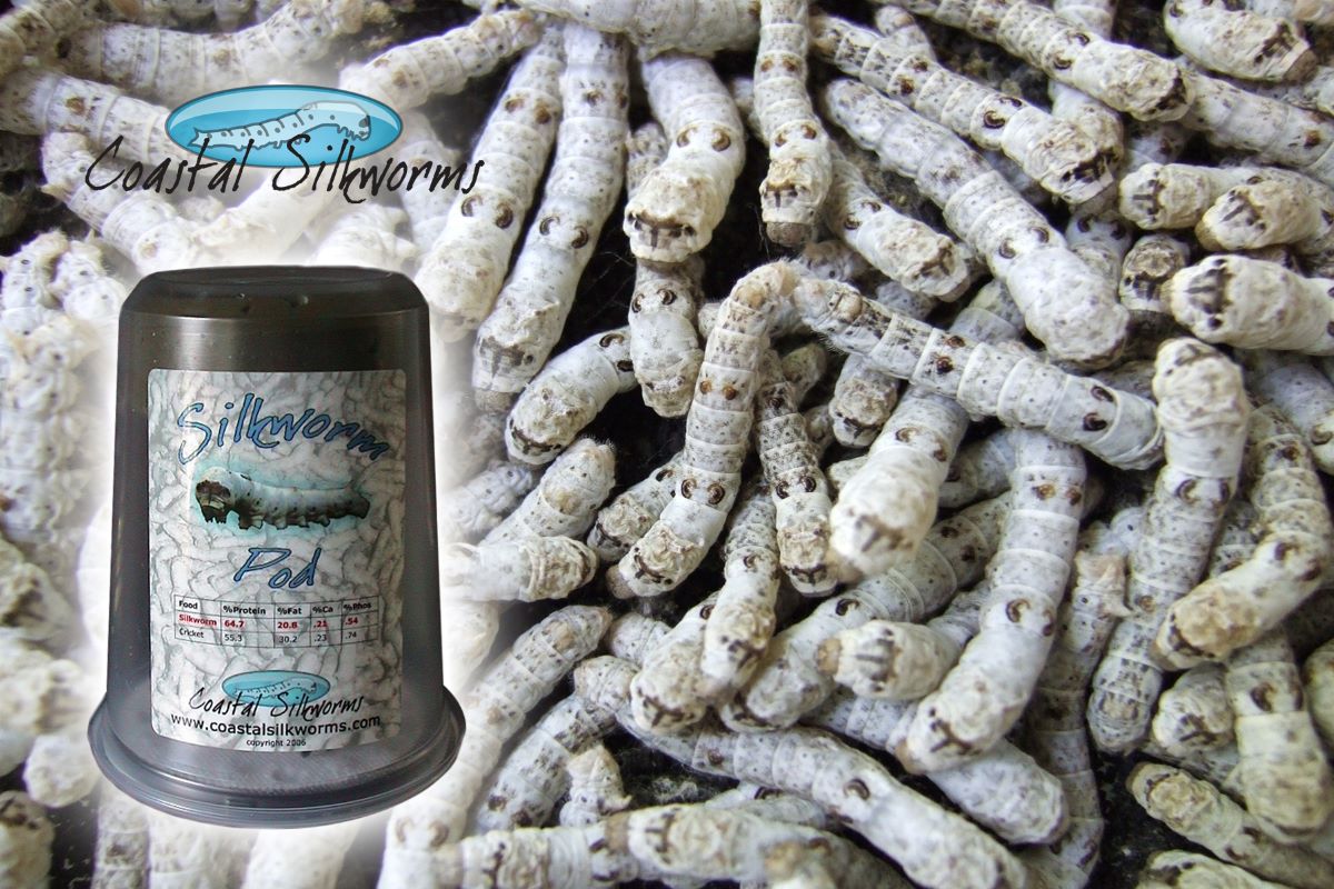 Silkworm Pod® Silkworm Pod®