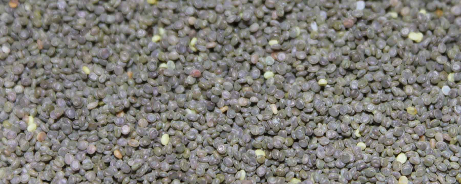 Silkworm Eggs Silkworm Eggs