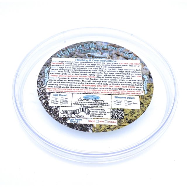 silkworm eggs petri dish