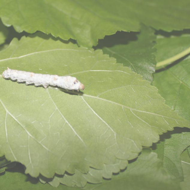 Live Silkworms For Sale (bombyx mori) Easy Silkworm Care