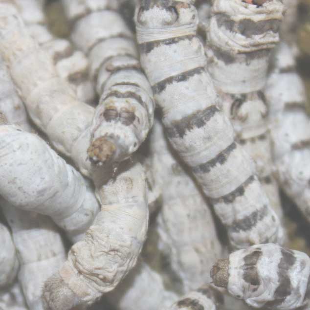 & Premade Silkworm Food! Live Extra Large Silkworms 