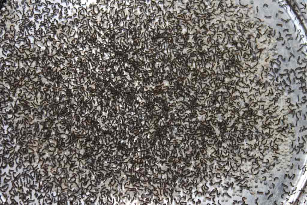 hatched silkworm eggs
