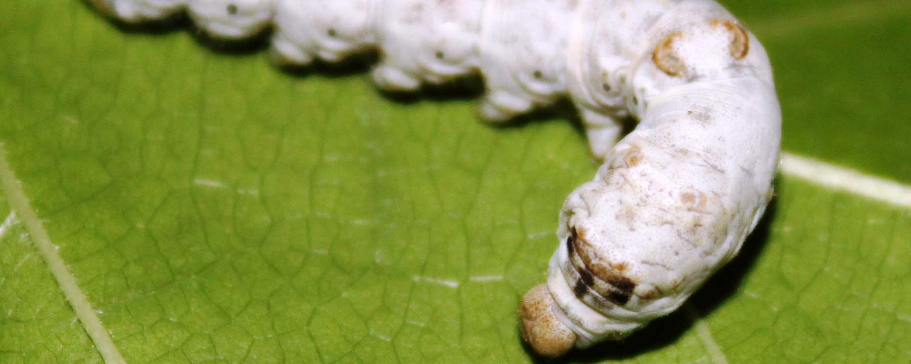 Normal Silkworms